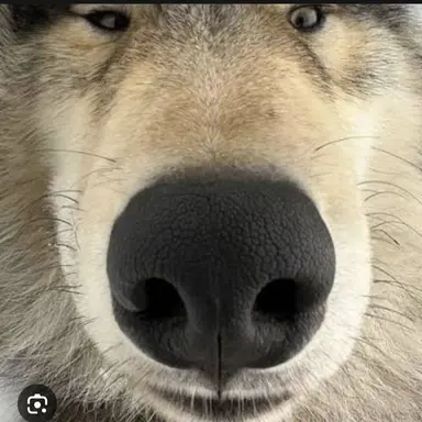 Profile image of 늑대