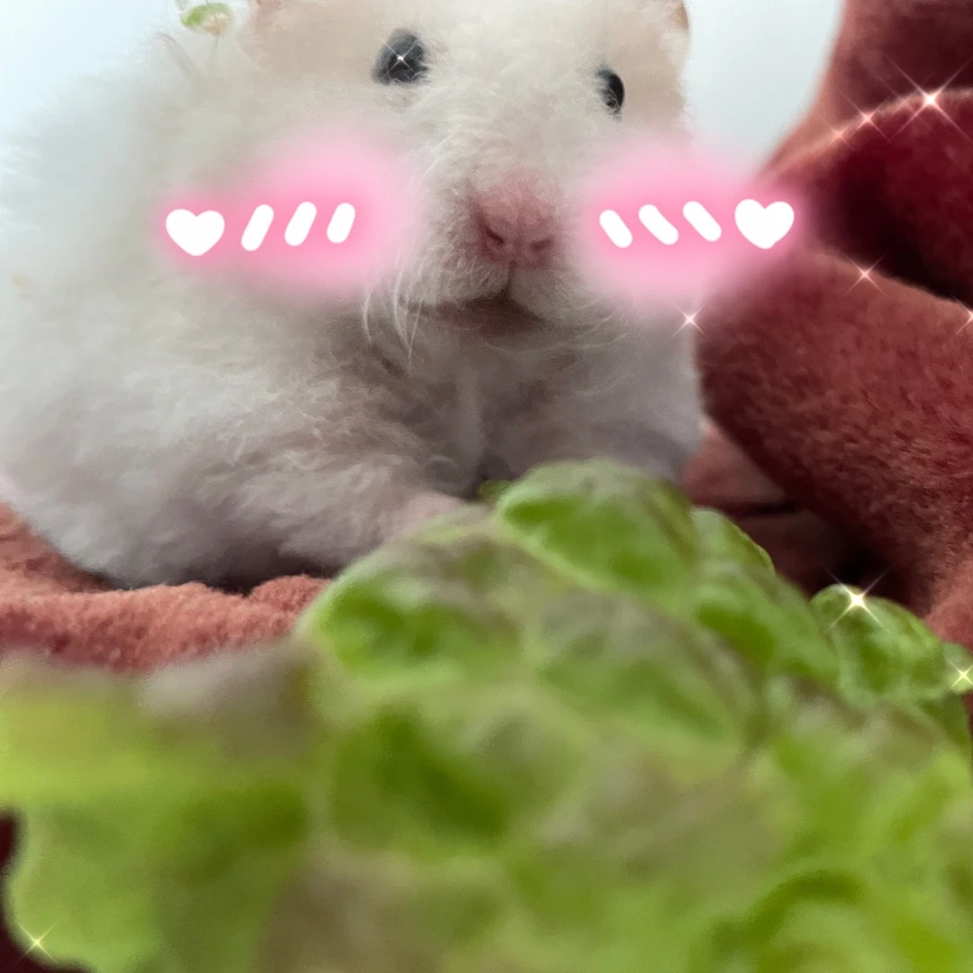 모몬