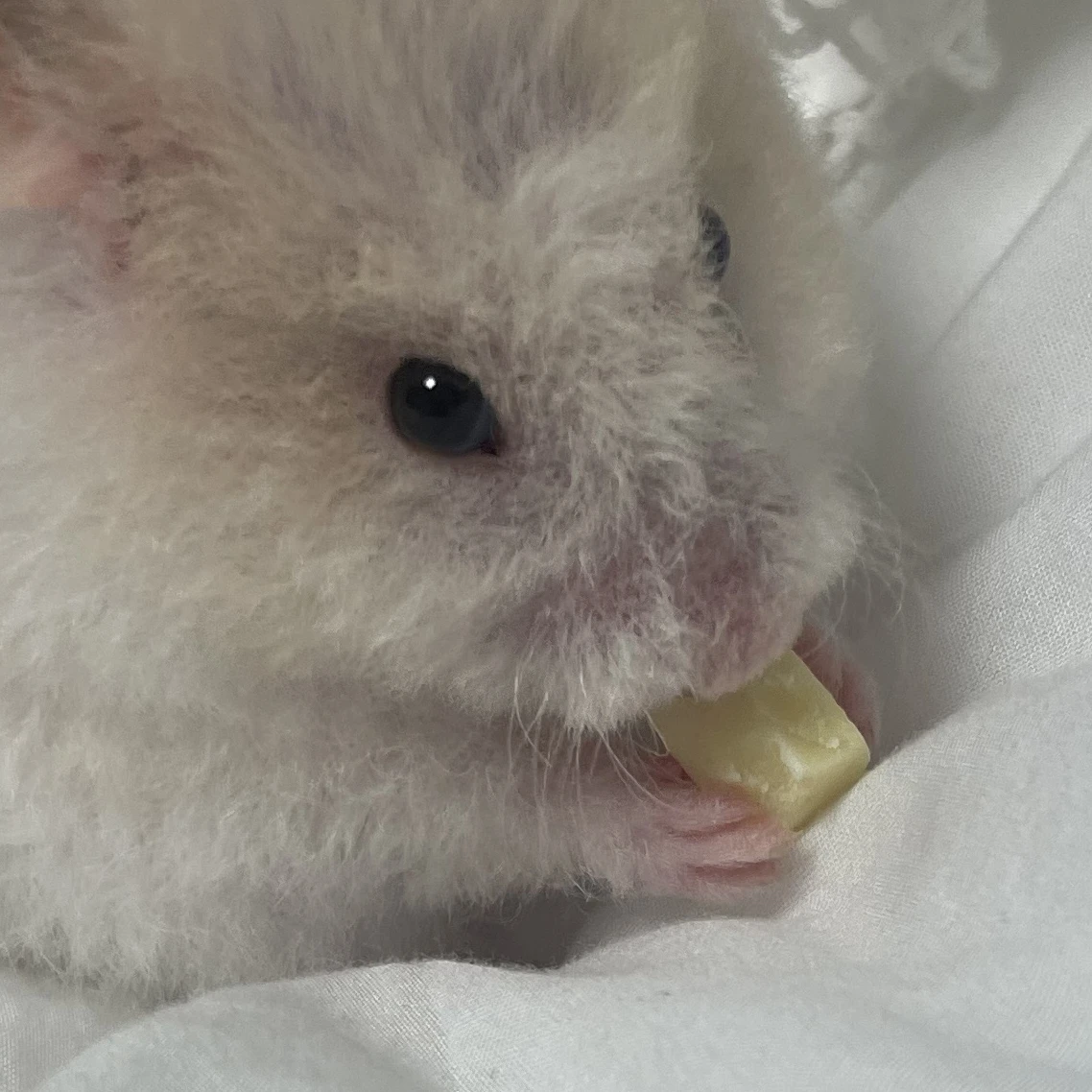 백현