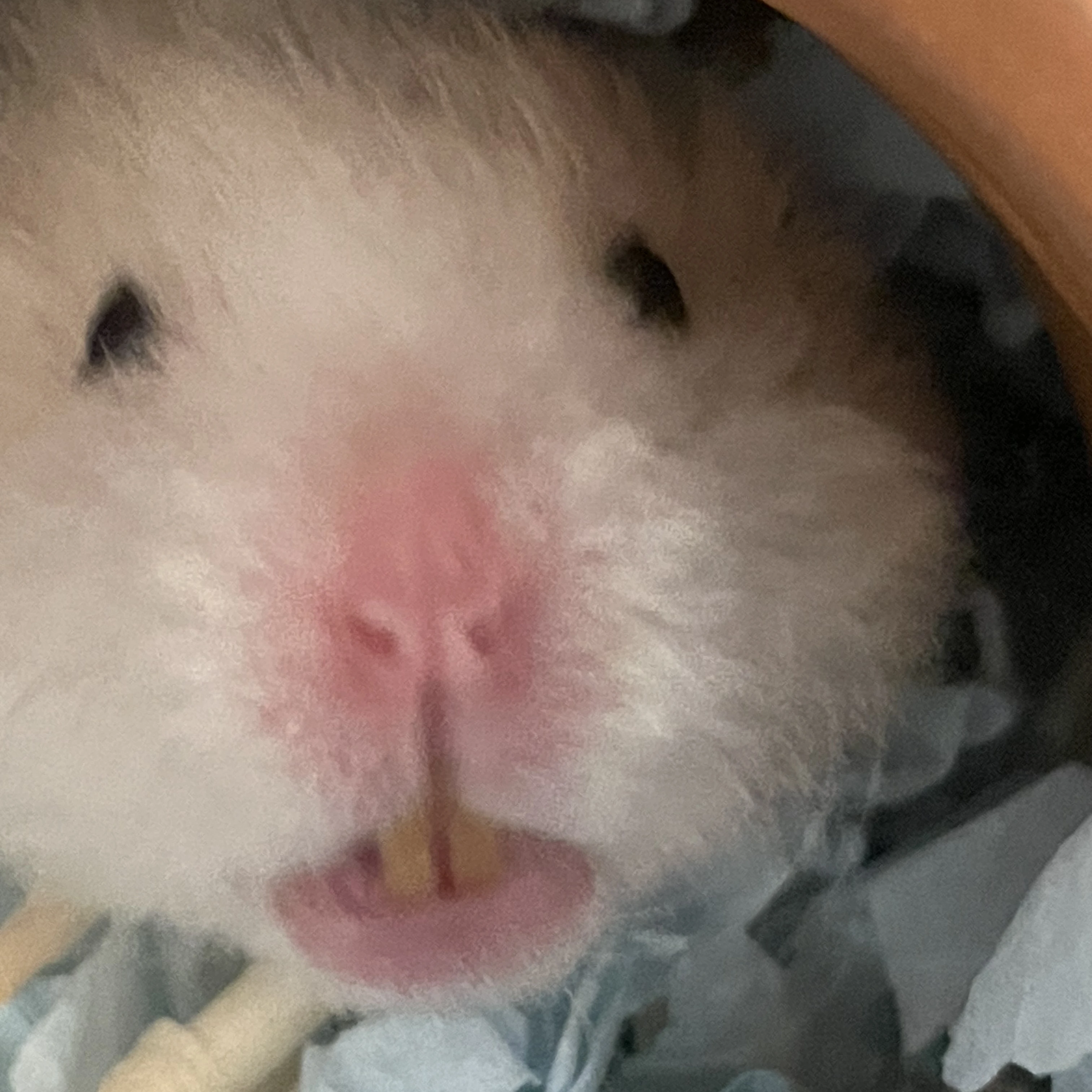 아름