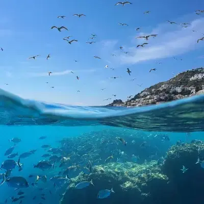 LilacXerus6221의 Scuba Diving