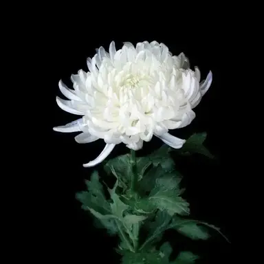 Profile image of 김각별