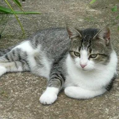 Profile image of 보리