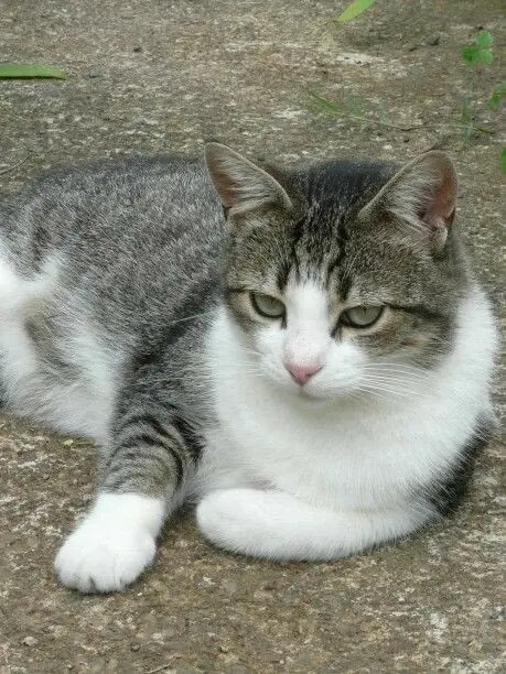 WansoBooban3114의 할배냥 케어하기🐱