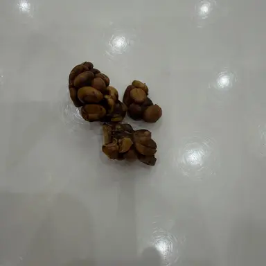 Profile image of 뚱여우