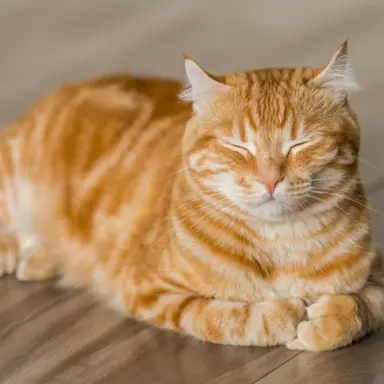 Profile image of 치즈