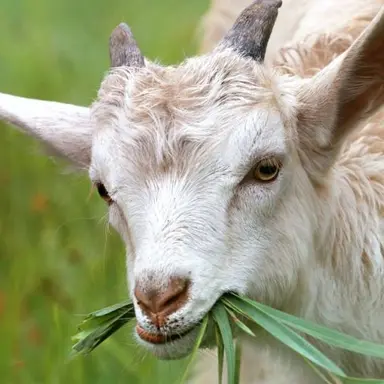 Profile image of 백사헌