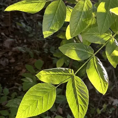 Profile image of Chartreuse