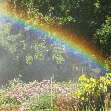 Profile image of Rainbow