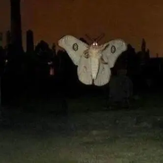 Profile image of Deathmoths