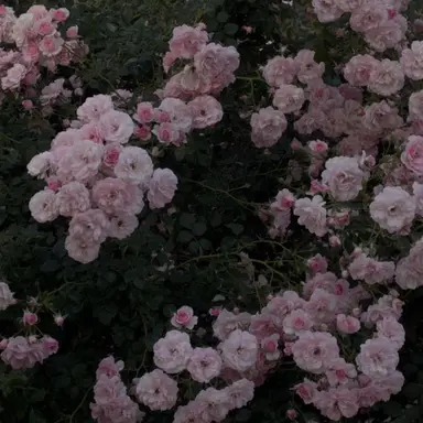 Profile image of 나루미 겐