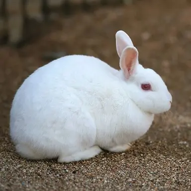 Profile image of ジス