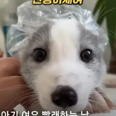 Profile image of 늑대