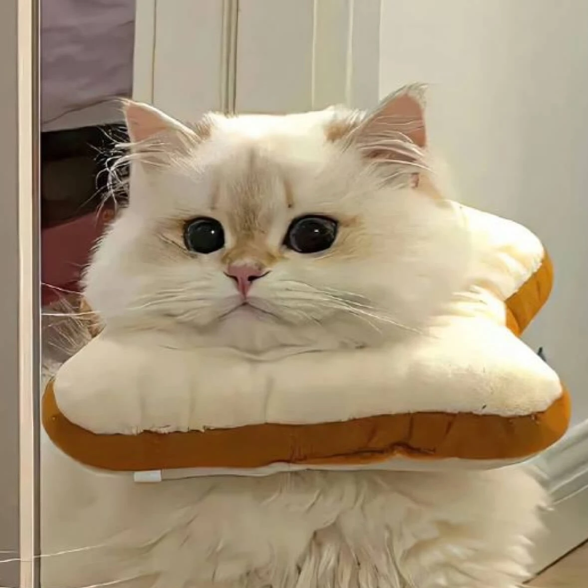 고앵이