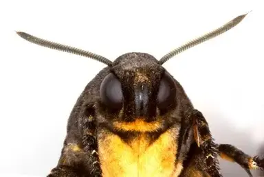 Profile image of Humongous Alien Moth