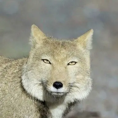 Profile image of 여우