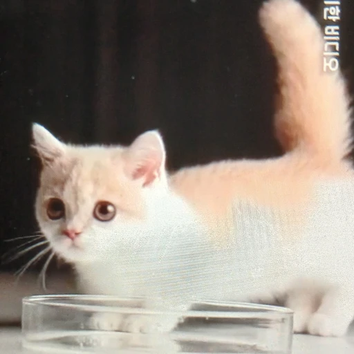 아기 맹수