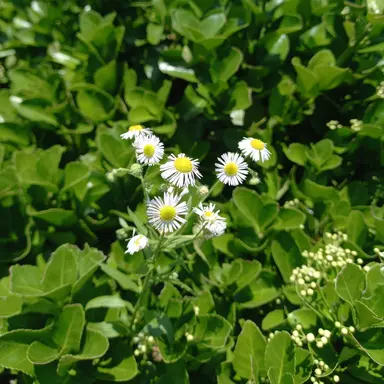 Profile image of 권지용