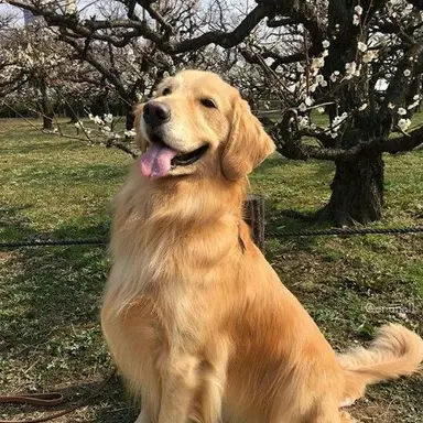 Profile image of Biscuit
