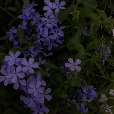 Profile image of 호시나 소우시로