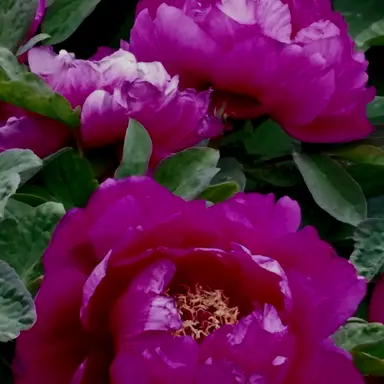 Profile image of 나루미 겐