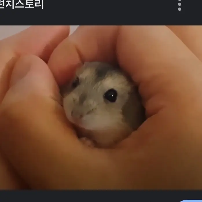 DenseBongo4098의 캐돌이