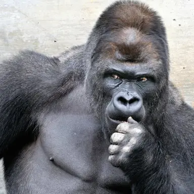 Profile image of キモ男