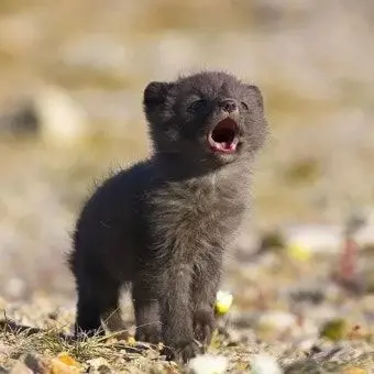 Profile image of 늑멍이