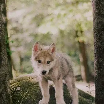 Profile image of 꼬마