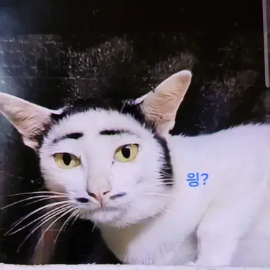 Profile image of 시스템