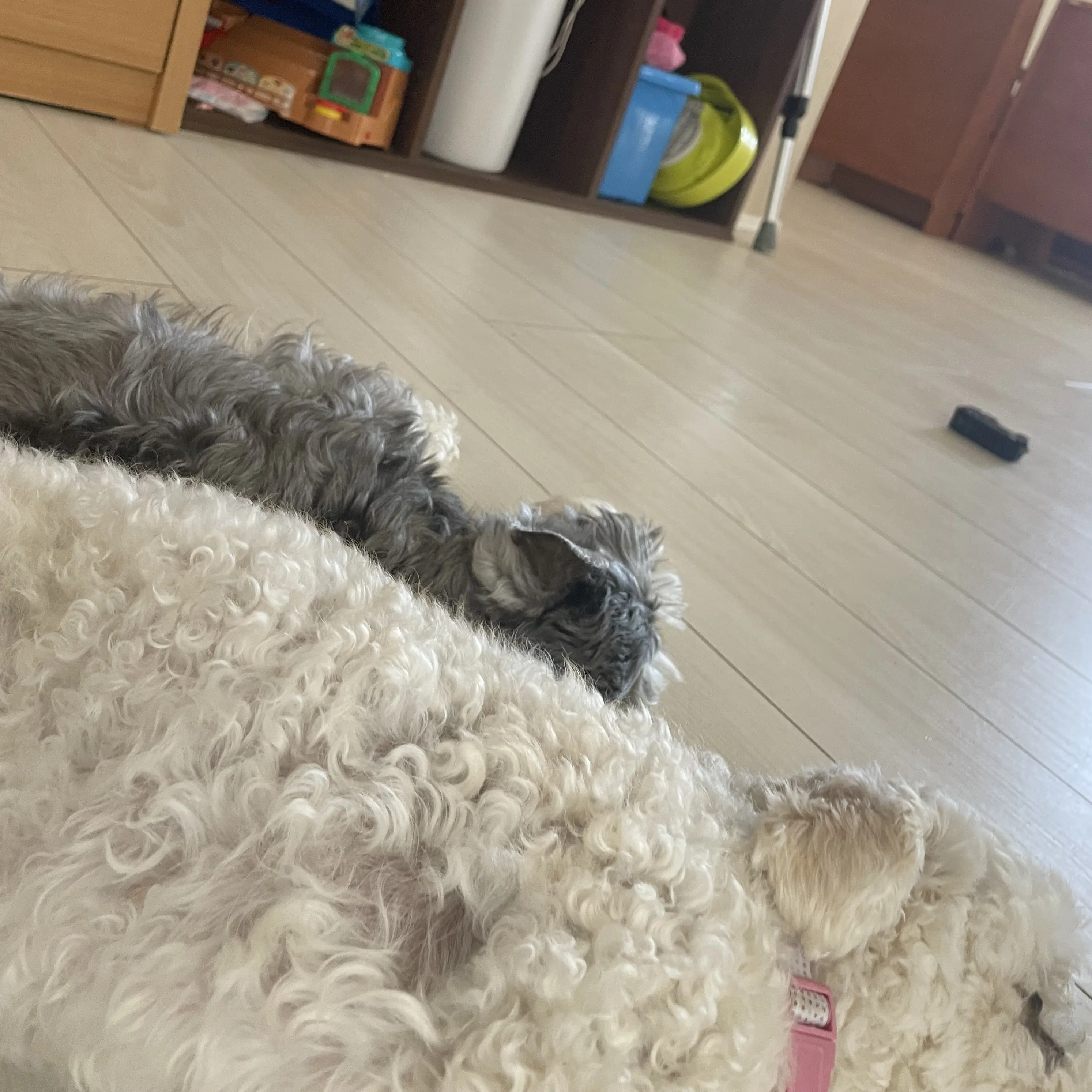 CleanPetal1169의 もち、むぎ