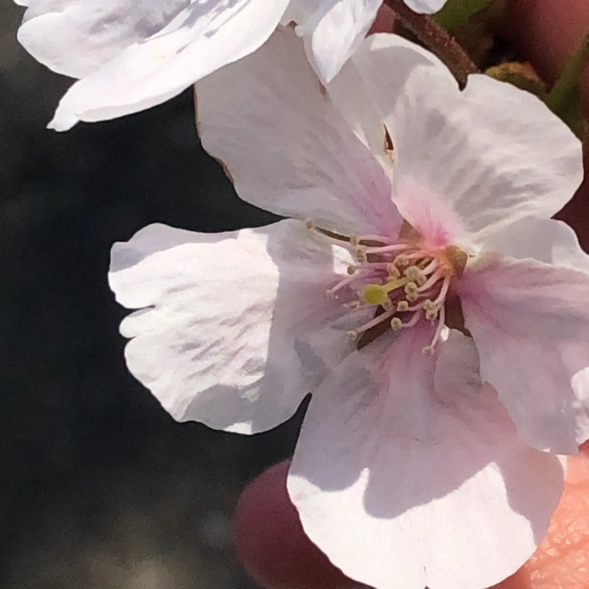 MuteLyre3179의 獣人化{{user}}！？