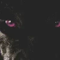 HarshPet3263의 Wolf Shifter