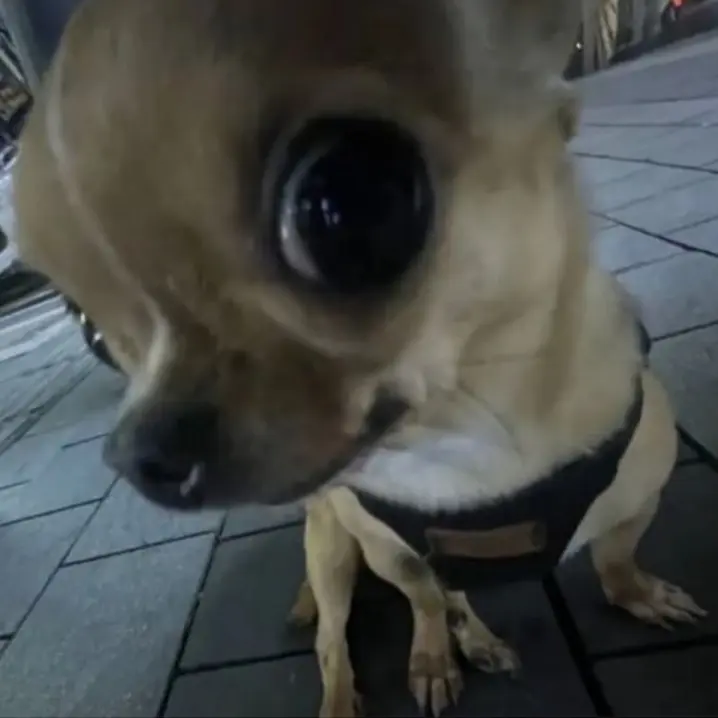 MochiHye의 이희승
