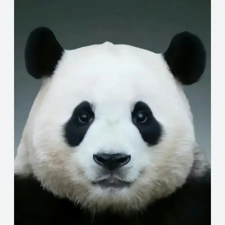 RapierYear7696의 푸바오