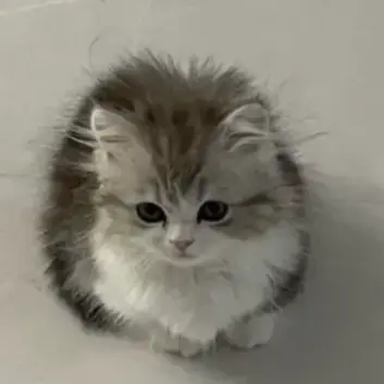 Profile image of 유기사