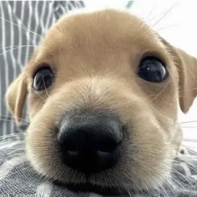 Profile image of 호원