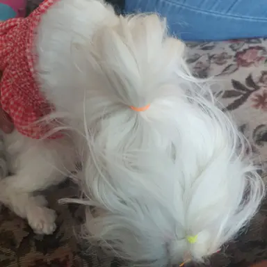 Profile image of 여우