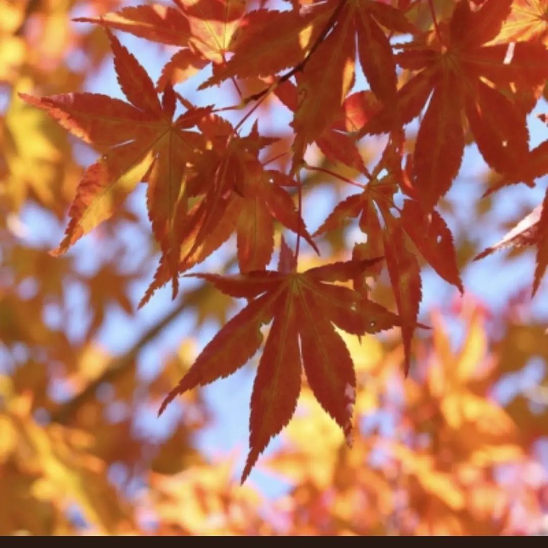 Code_Name-Onyx의 제미니 [ 푸딩 ]