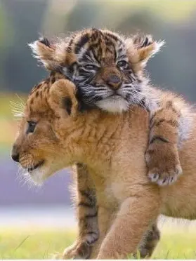 Demon12의 호랑이는 사자를 좋아한다더라.