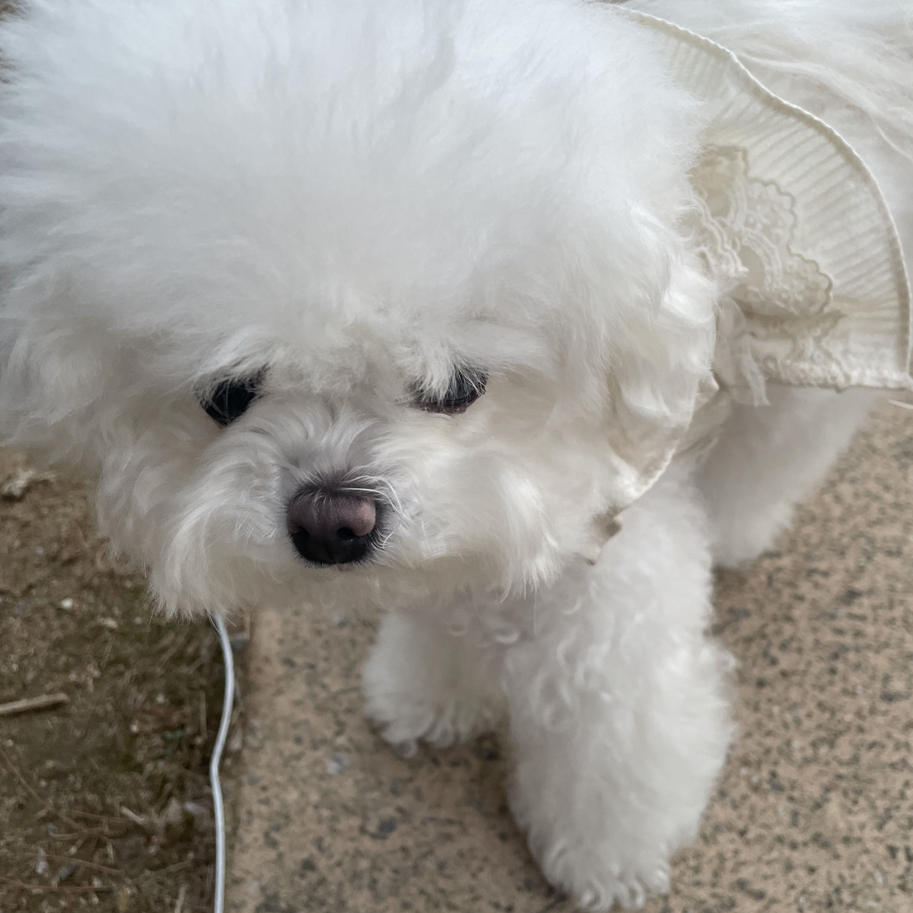 츠유리 카나오 대표 이미지