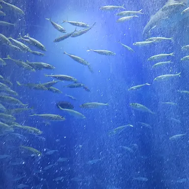 Profile image of 황수현