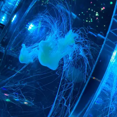 Profile image of 好きな人