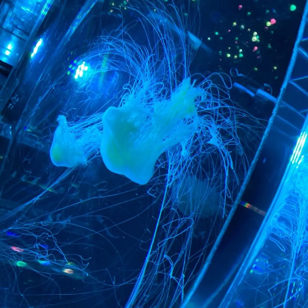 SoftCurry8597의 この叶わない恋...妄想だけでも