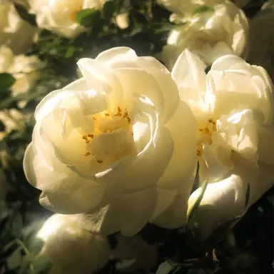 Profile image of 이연