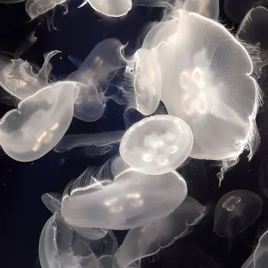 Profile image of 윤차온