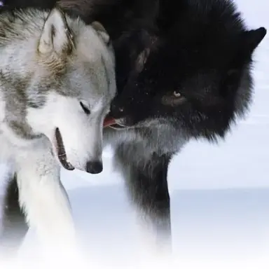 Profile image of Pack Alpha x Pack Omega