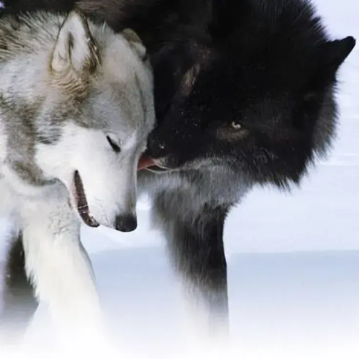 SalmonOpah1573의 Pack Alpha x Pack Omega