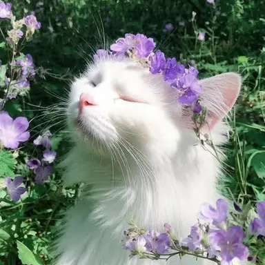 Profile image of Catshsudjdhs7364