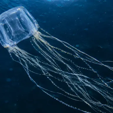Profile image of Box Jellyfish